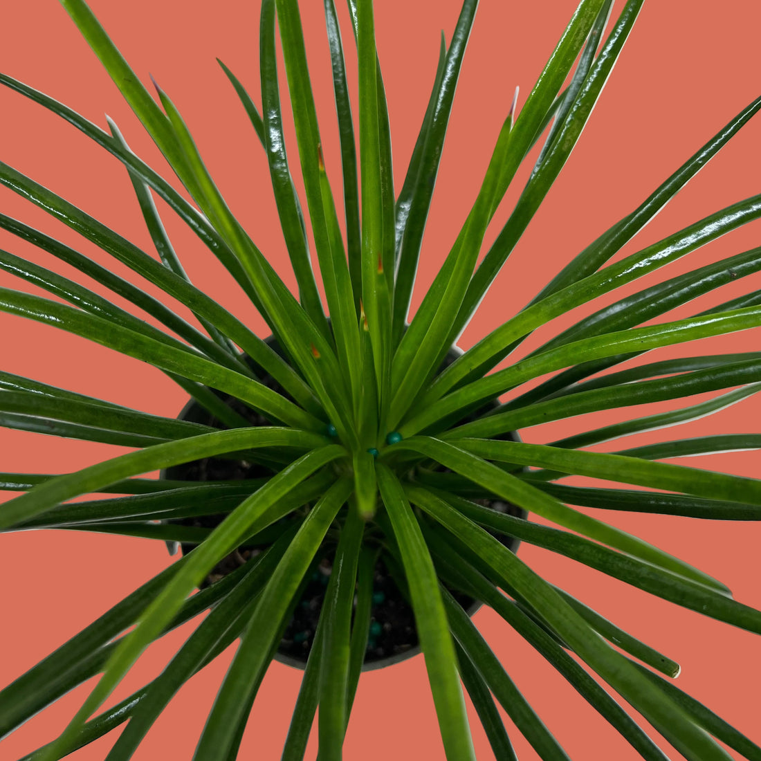 Potted plant with long green leaves on a white background