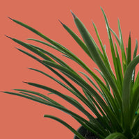 Close-up of a green Agave plant against a terracotta background from House of Agave.