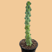 Myrtillocactus geometrizans, Boobie Cactus