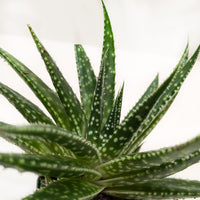Gasteria Zimflora Succulent