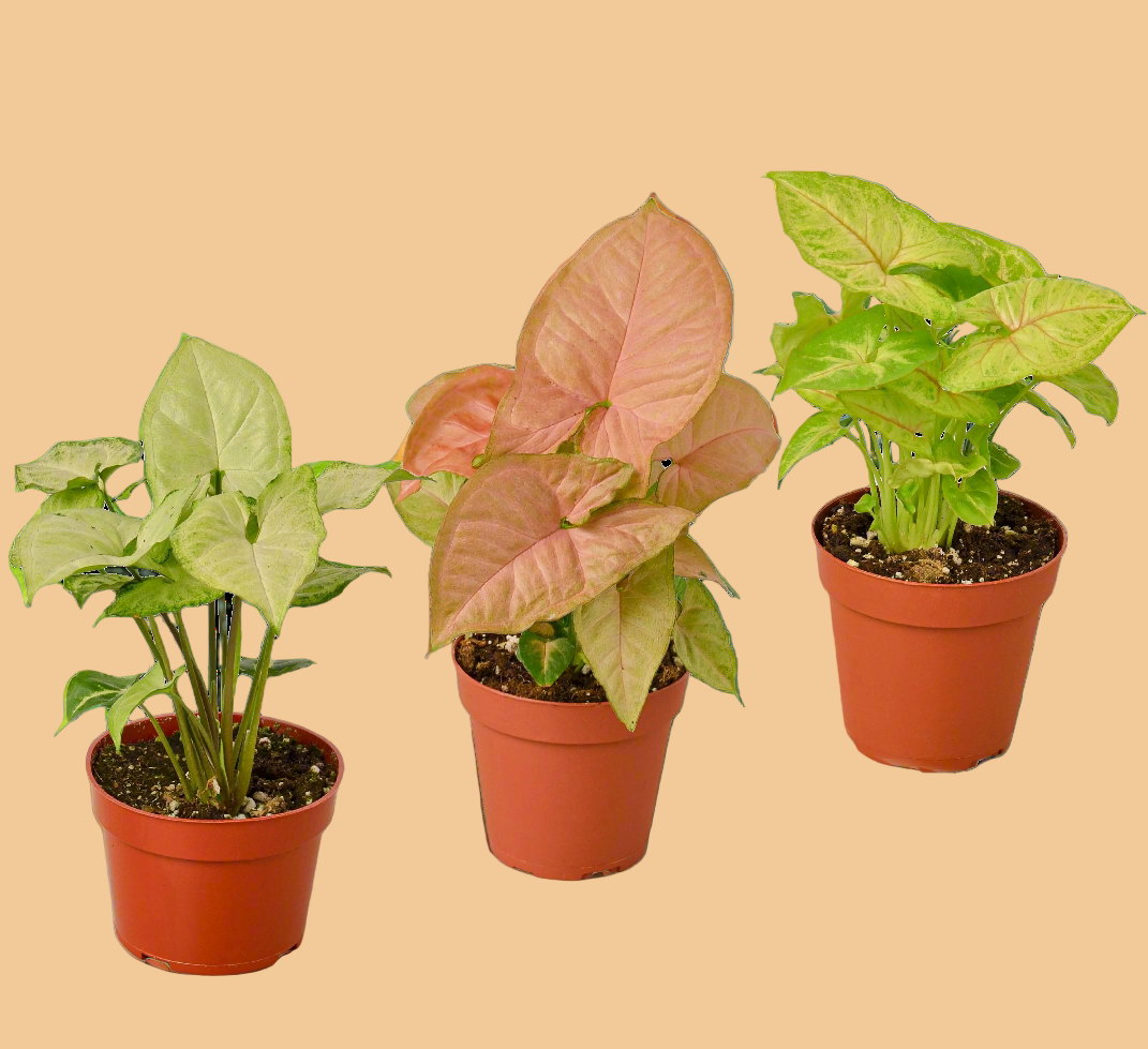 Three potted plants with different leaf colors on a solid background