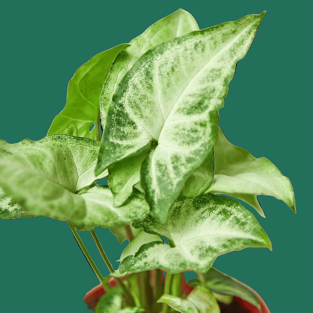 Syngonium White Butterfly, Syngonium podophyllum