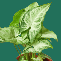 Syngonium White Butterfly, Syngonium podophyllum