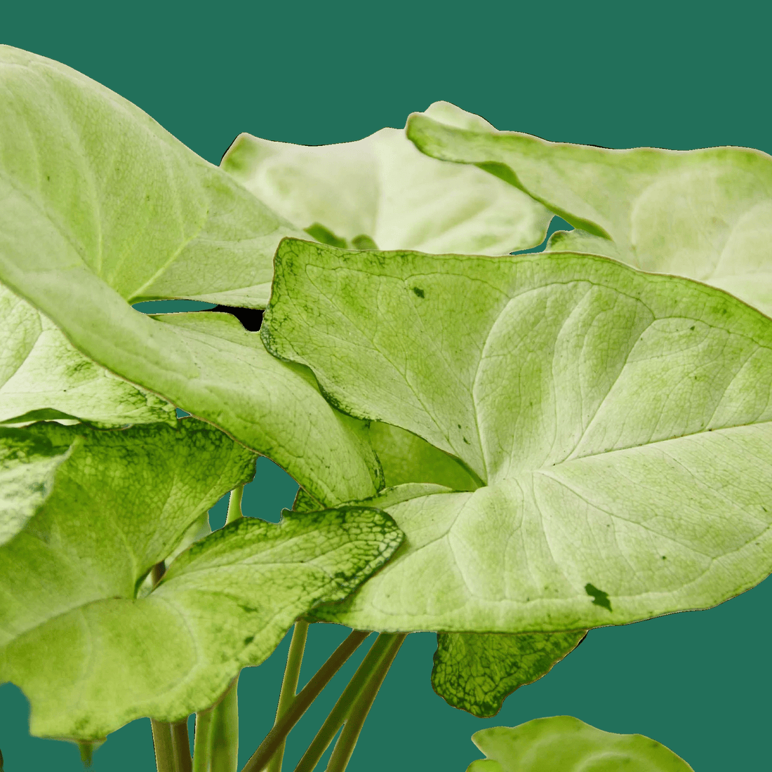 Syngonium White Butterfly, Syngonium podophyllum