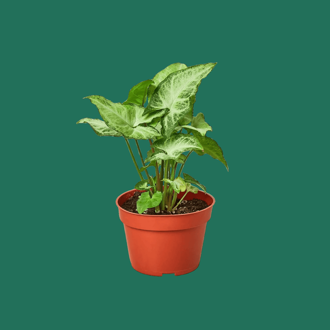 Syngonium White Butterfly, Syngonium podophyllum