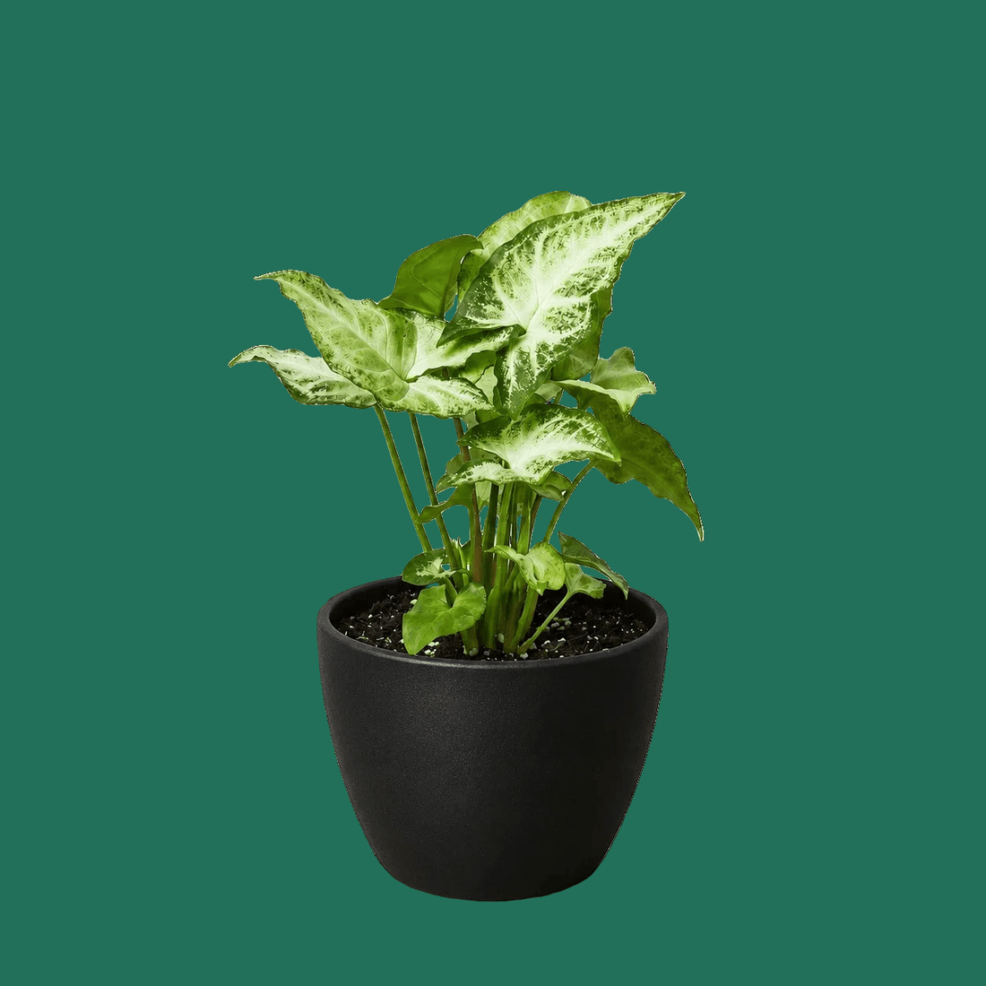 Syngonium White Butterfly, Syngonium podophyllum