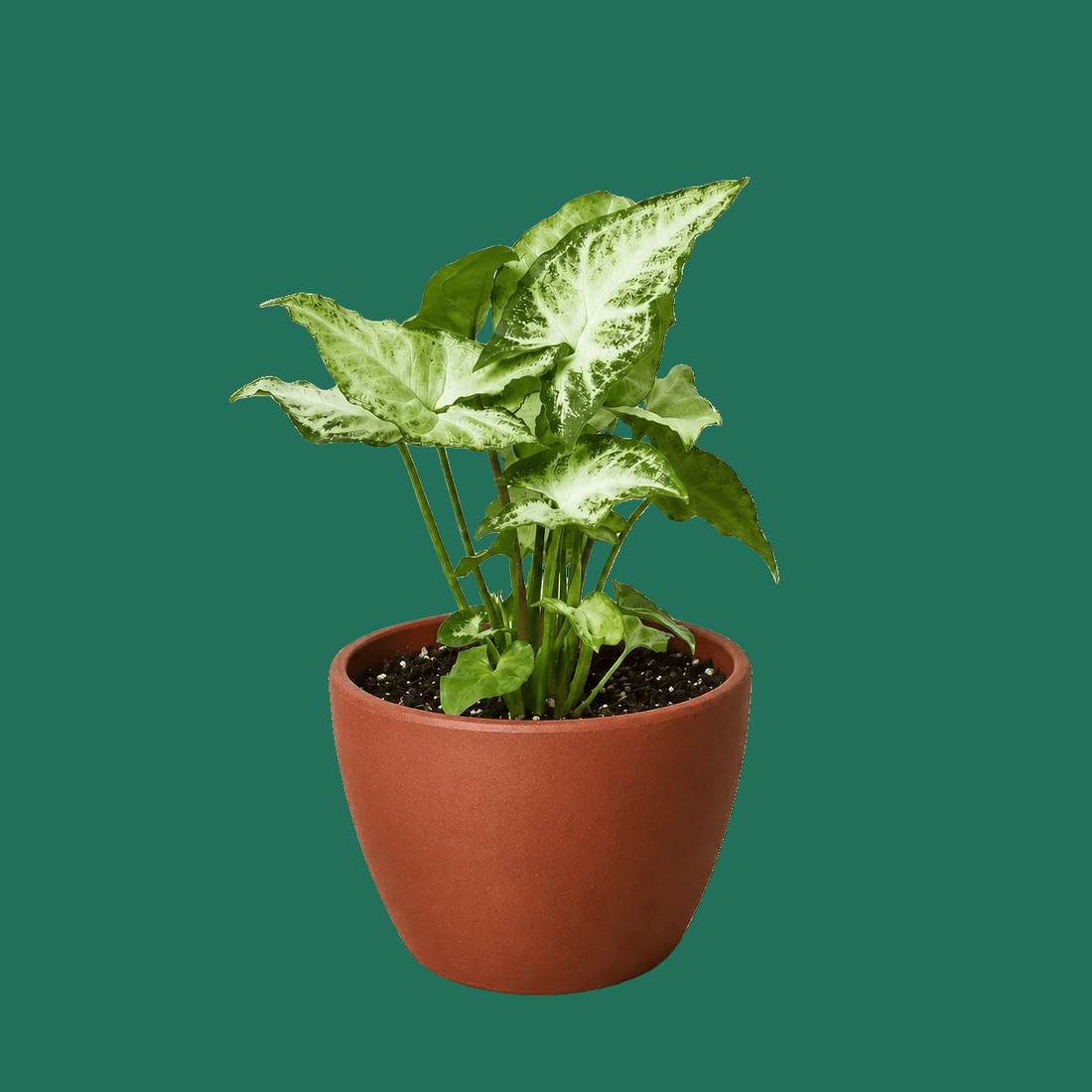 Syngonium White Butterfly, Syngonium podophyllum