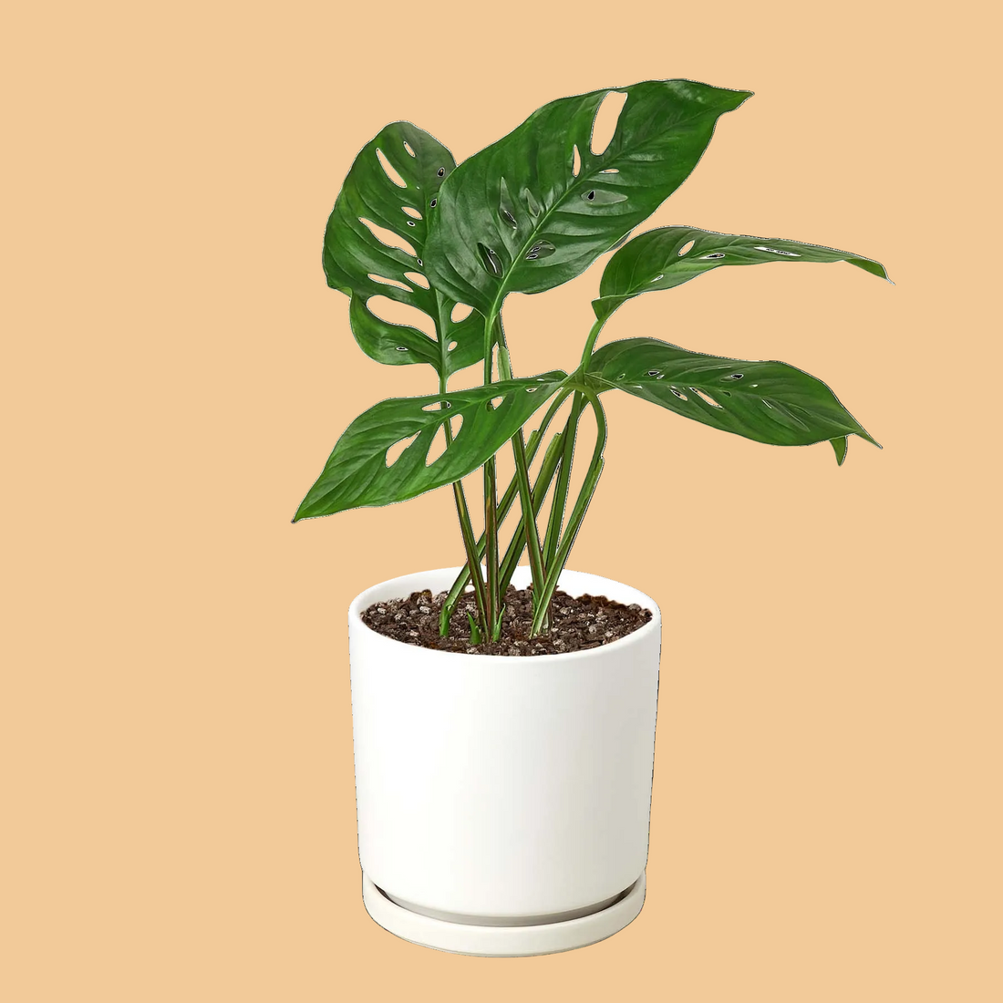 Monstera Adansonii &