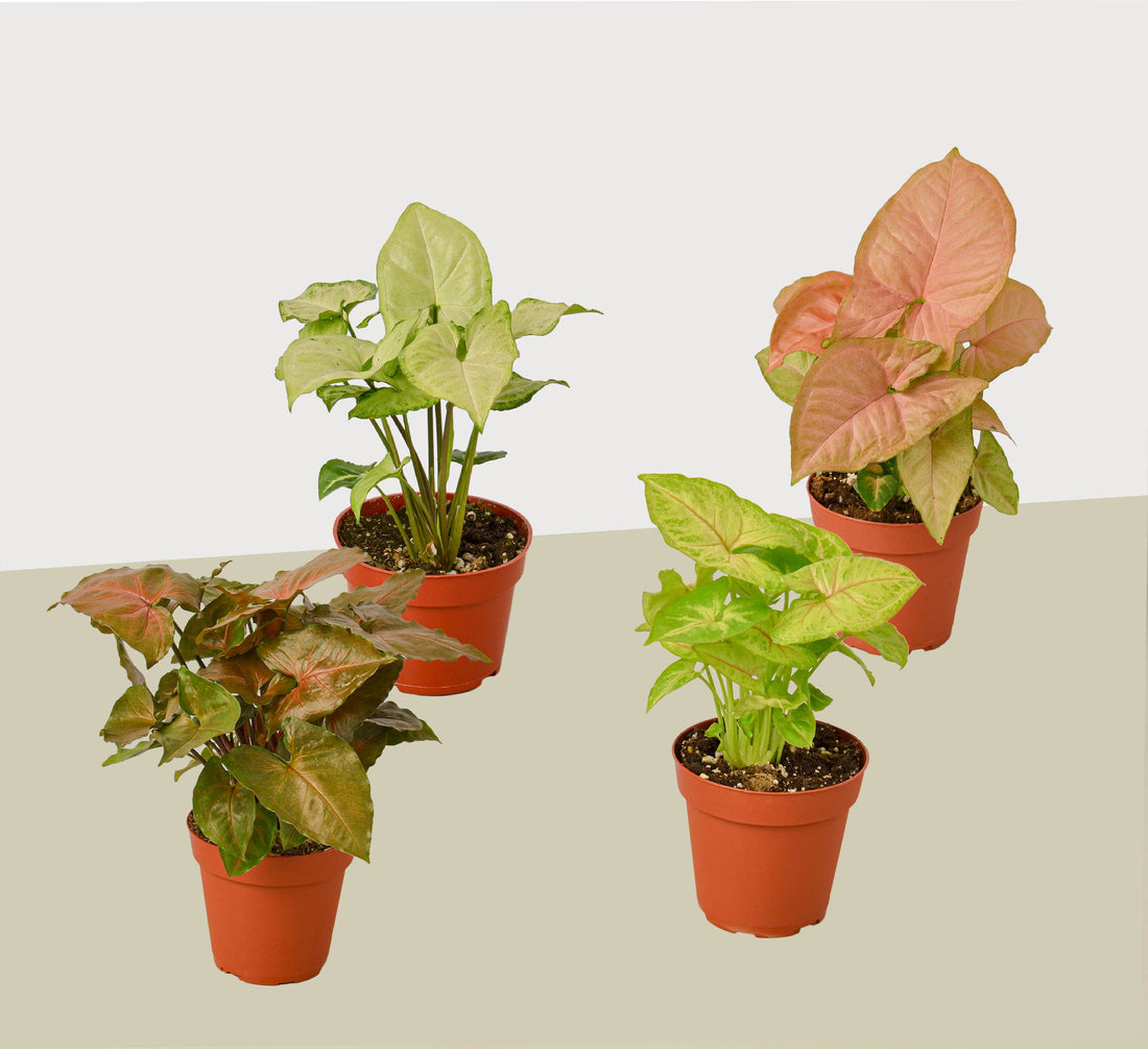 Syngonium Arrowhead Bundle -Set of 4