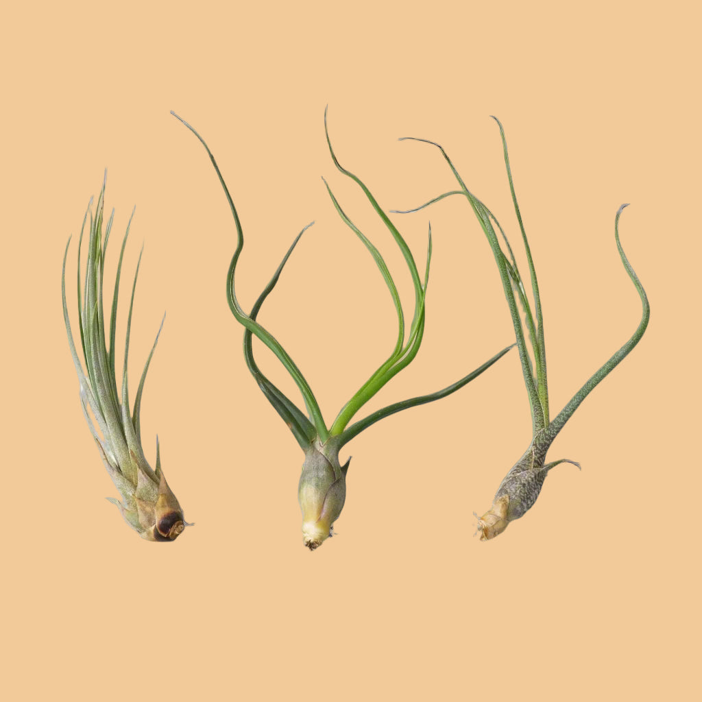 Three air plants on a peach background, from House of Agave.