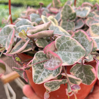 Heart-shaped leaves with pink edges held by a hand in front of a blurred plant background from House of Agave.