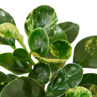 Close-up of a green leafy plant with a white background