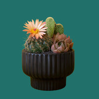 Potted plant with cactus and succulents on a green background by House of Agave.