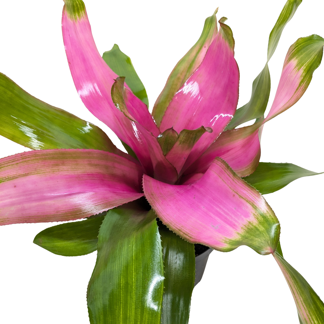 Pink and green Bromeliad plant on a plain background.