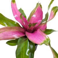 Pink and green Bromeliad plant on a plain background.