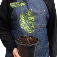 Person wearing a denim apron holding a potted plant with green leaves.
