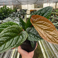 Hand holding a potted plant with a greenhouse in the background
