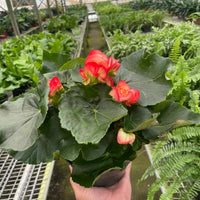 Hand holding a potted plant with red and pink flowers in a greenhouse setting