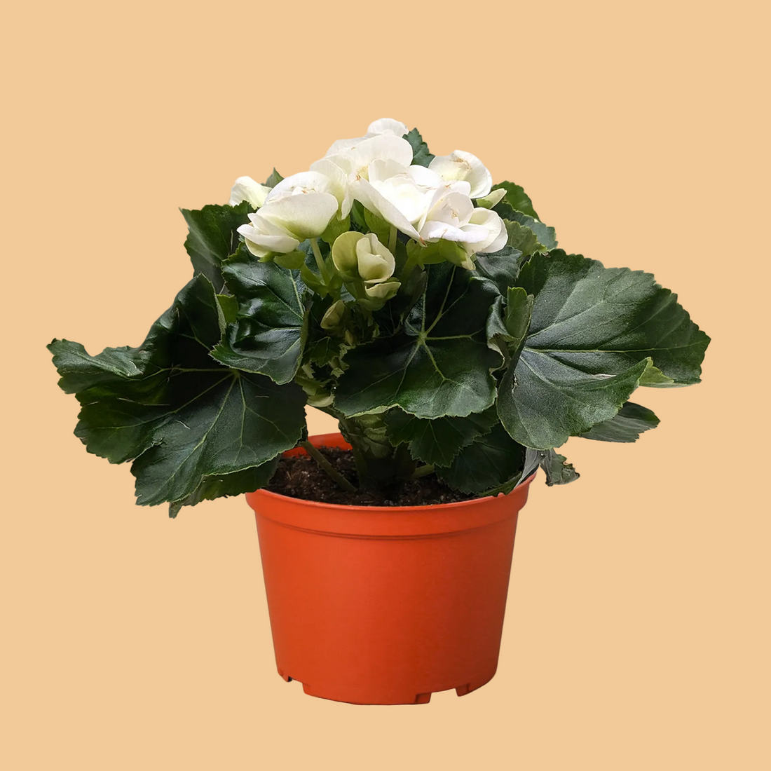 Potted plant with white flowers and green leaves in an orange pot on a white background