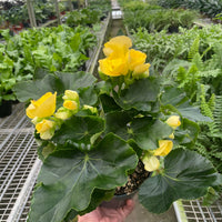 Hand holding a potted plant with yellow flowers in a greenhouse setting