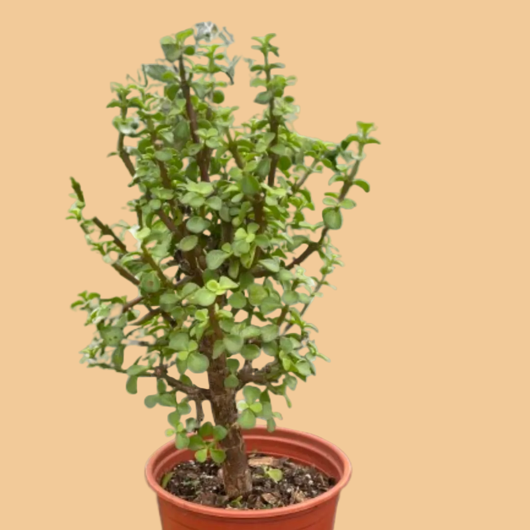Potted plant with green leaves on a white background