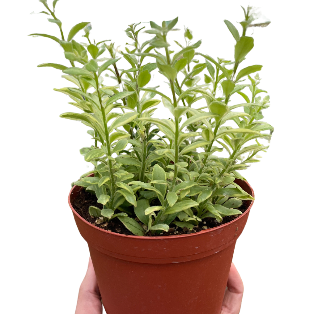 Potted plant held by a hand on a white background