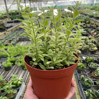 Potted plant held in a greenhouse setting with other plants in the background