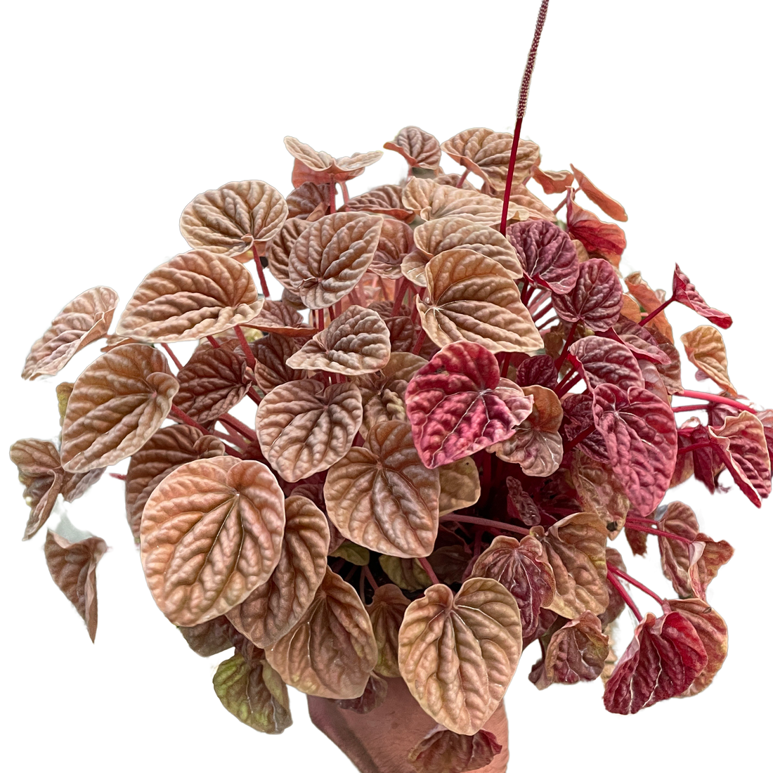 Hand holding a potted plant with variegated leaves on a white background