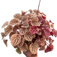 Hand holding a potted plant with variegated leaves on a white background