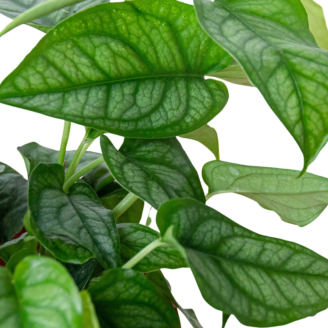 Close-up of green Monstera siltepecana leaves on a white background by House of Agave.