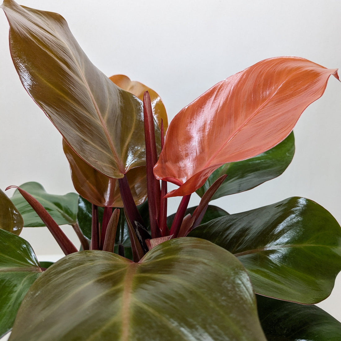 Close-up of a Philodendron plant with red and green leaves on a plain background by House of Agave.