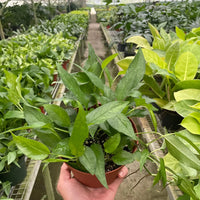 Hand holding a potted plant in a greenhouse setting
