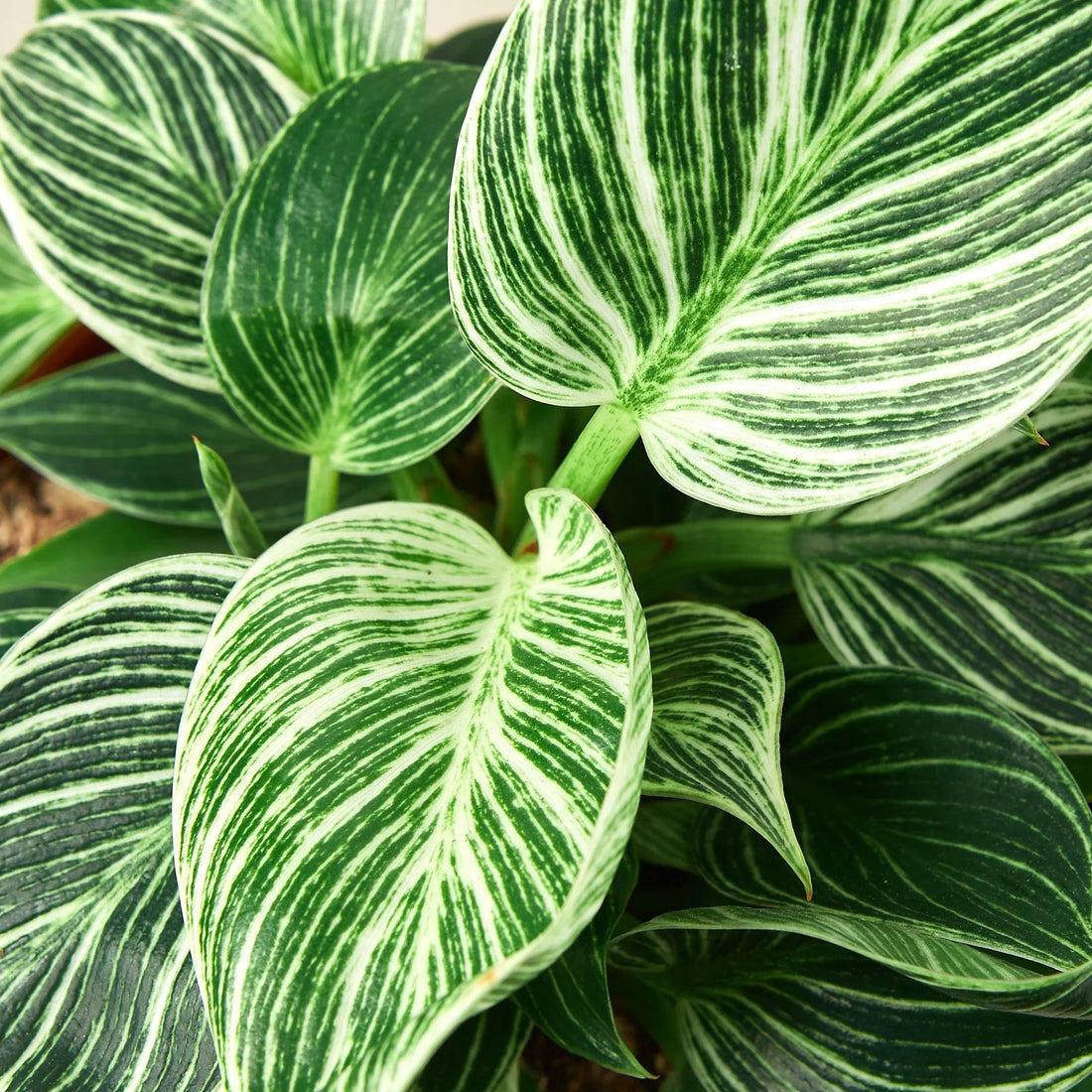 Philodendron White Measure, Birkin