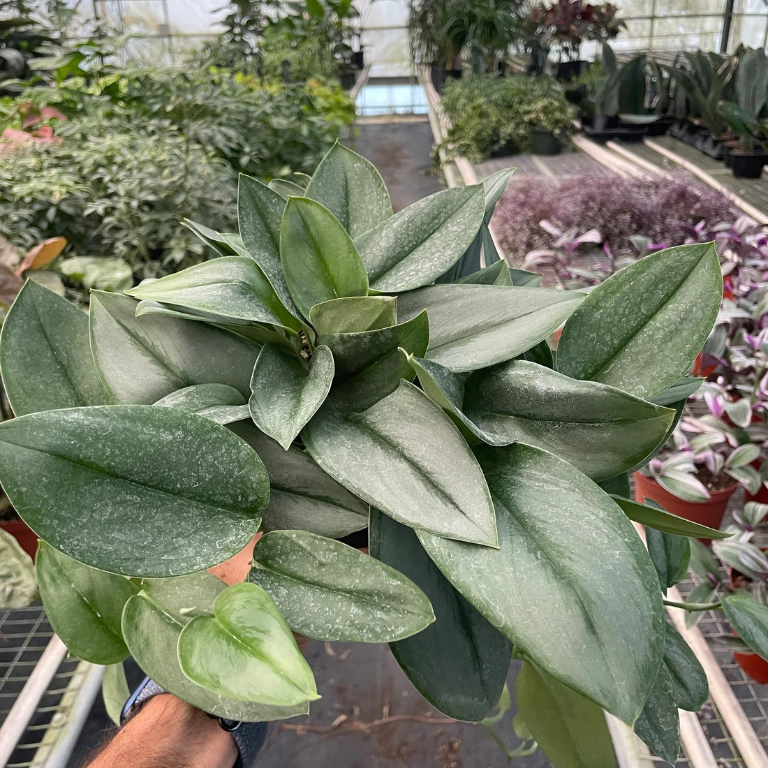 Person holding a green leafy plant in a greenhouse setting
