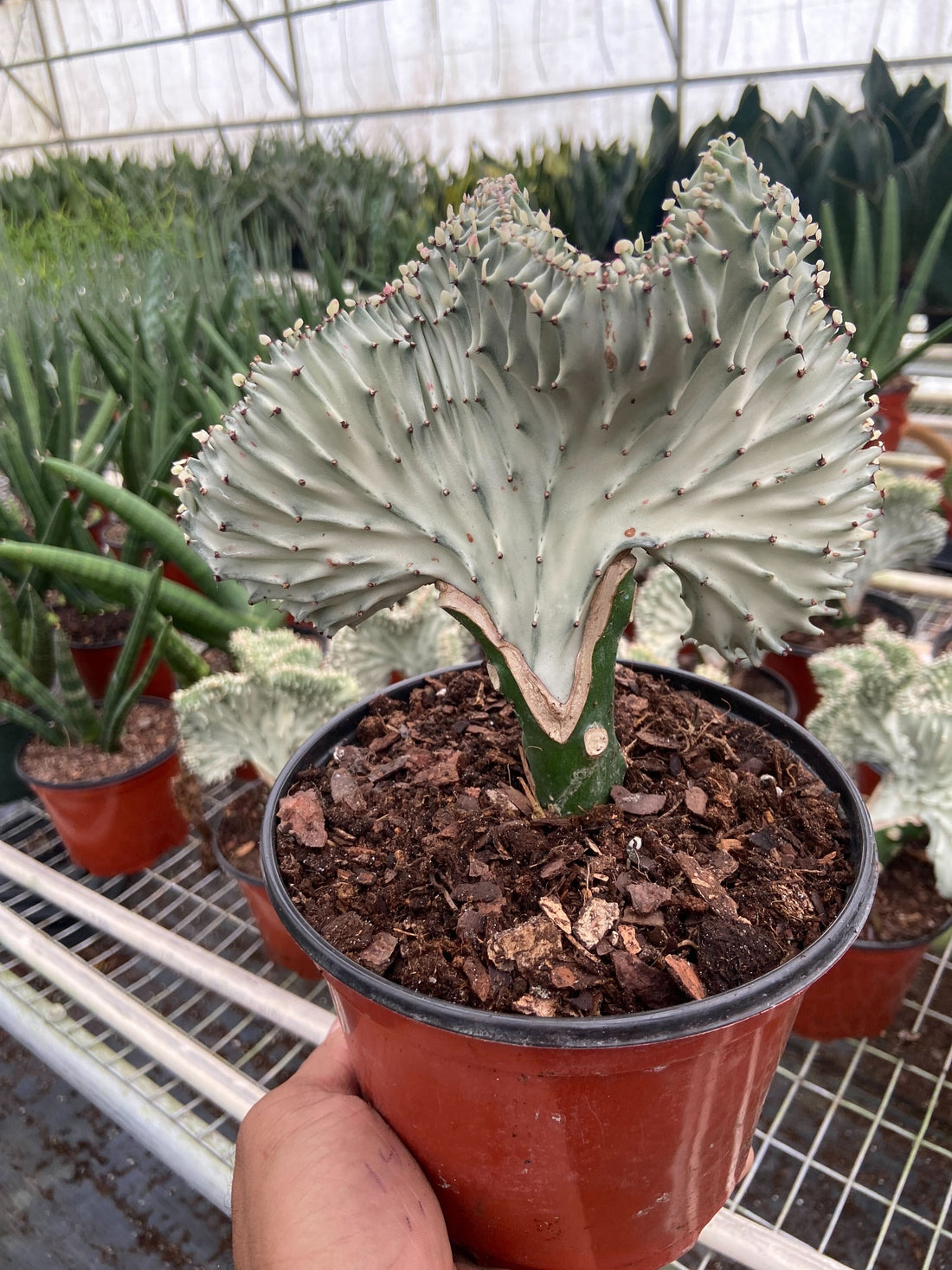 Euphorbia lactea, Mermaid Tail Ghost