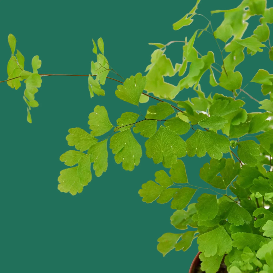 Close-up of green leaves on a white background