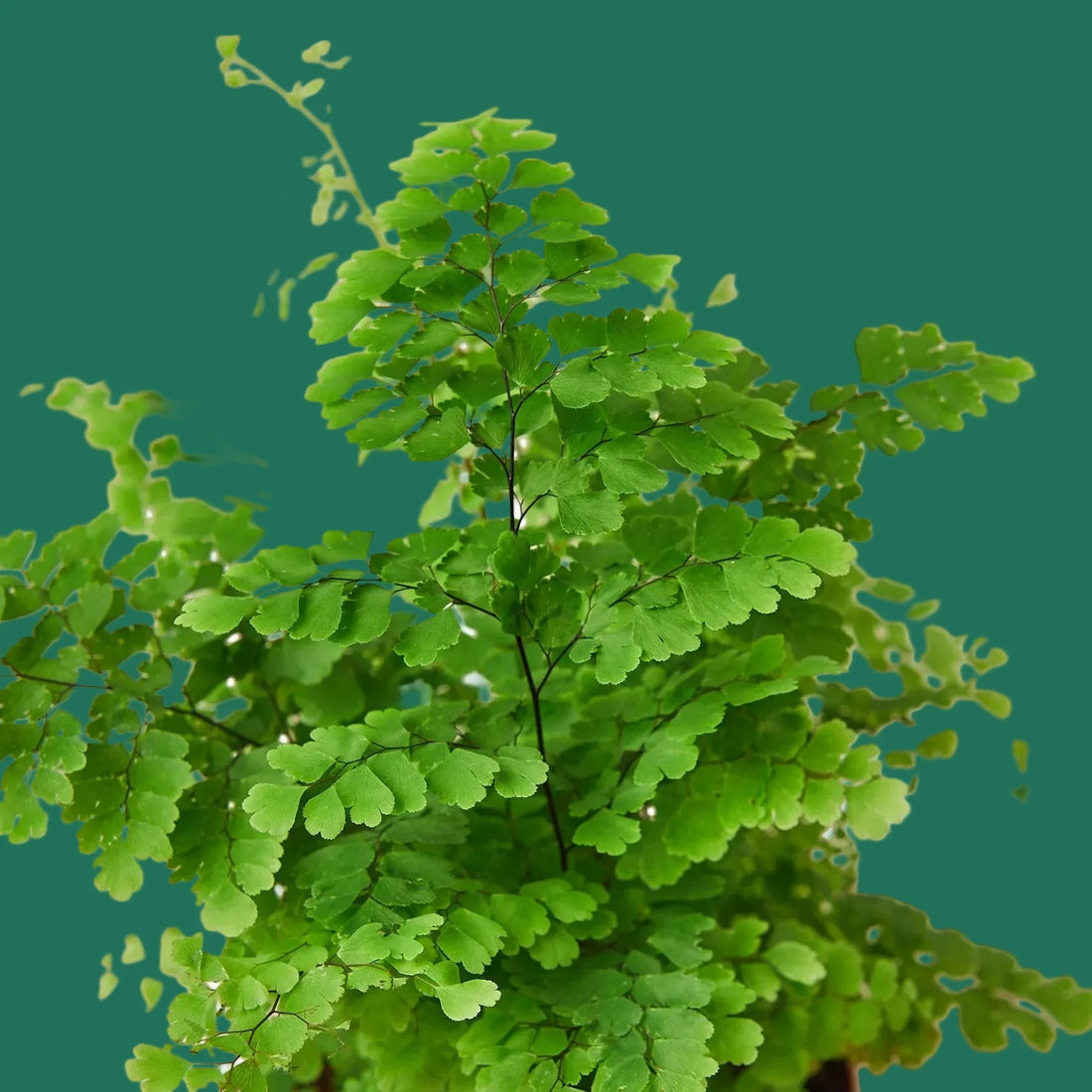 Green fern plant on a white background
