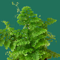 Green fern plant on a white background