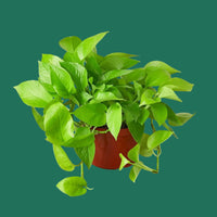 Potted green plant on a white background