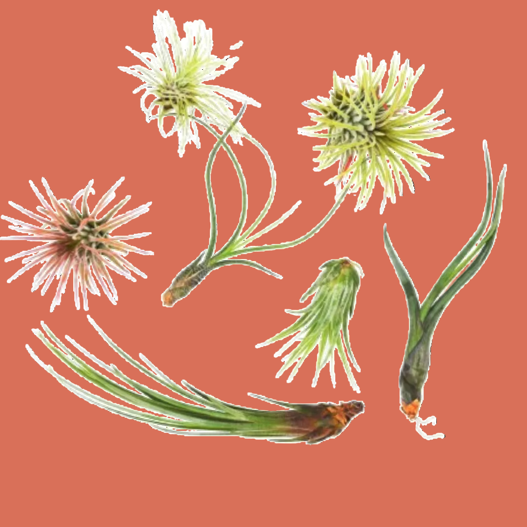 7 Air Plant Variety Pack - Tillandsias
