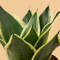 Sanseveria, Snake Plant Black Gold