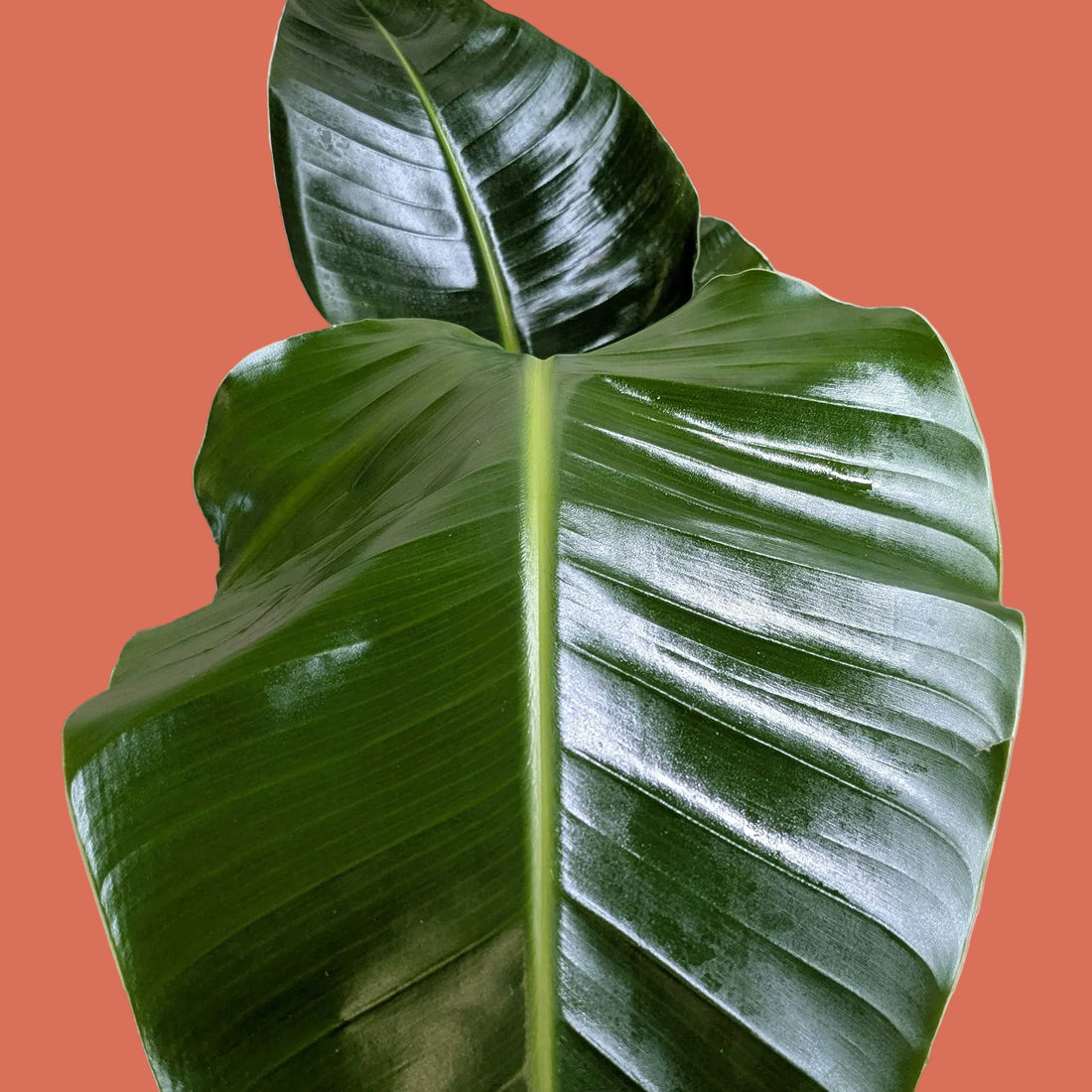 Close-up of a large green leaf on a beige background
