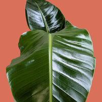 Close-up of a large green leaf on a beige background