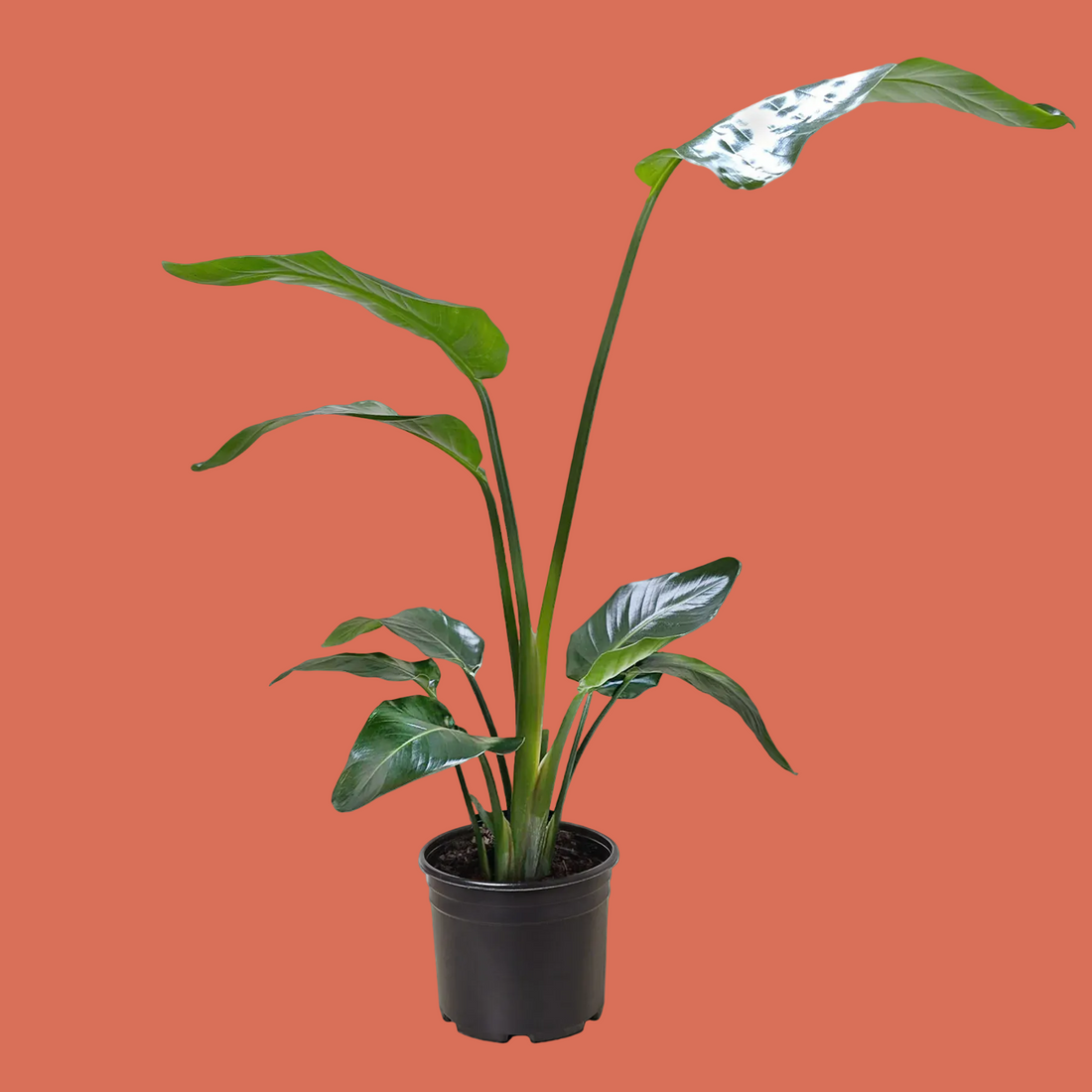 Potted plant with large green leaves on a white background