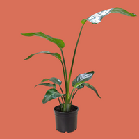 Potted plant with large green leaves on a white background