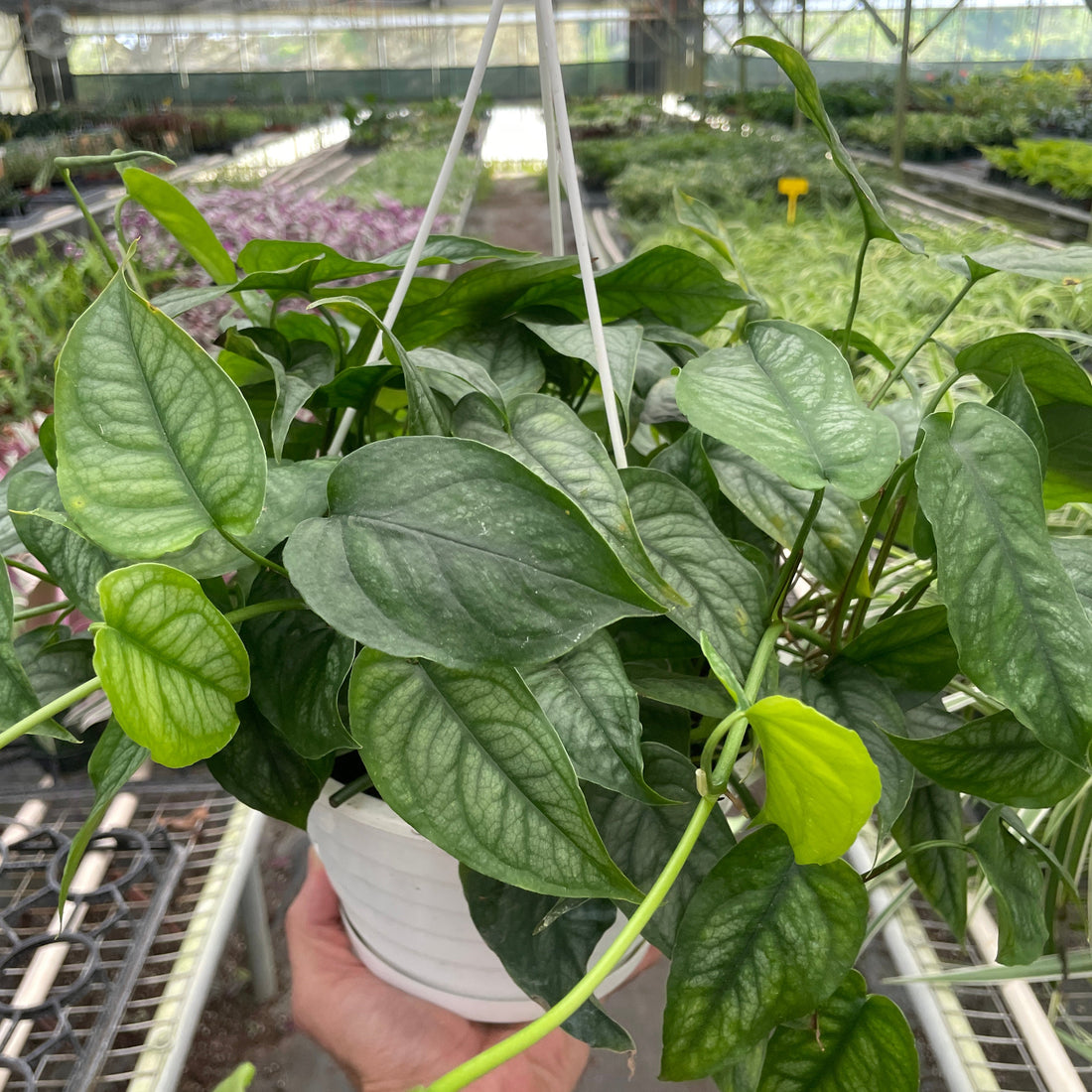 Hanging green monstera siltepecana plant in a pot held by a person in a greenhouse setting from House of Agave.
