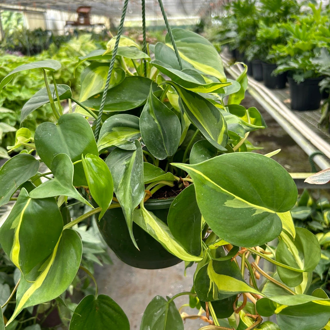 Hanging green plant with yellow edges in a greenhouse setting