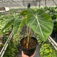 Philodendron Gloriosum