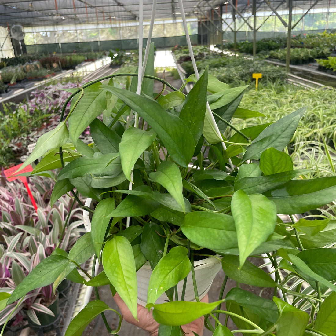 Pothos Skeleton Key