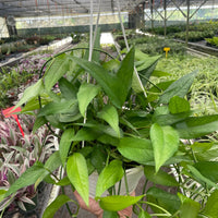 Pothos Skeleton Key